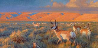 Ralph Oberg "Prairie Sundown" pronghorn sunset wildlife oil painting