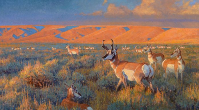 Ralph Oberg "Prairie Sundown" pronghorn sunset wildlife oil painting