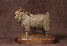 Mary Ross Buchholz Angora Champ sheep goat western bronze sculpture
