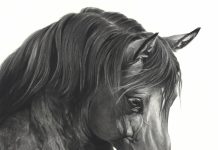 Mary Ross Buchholz Belgian Beauty horse equine pencil drawing western painting