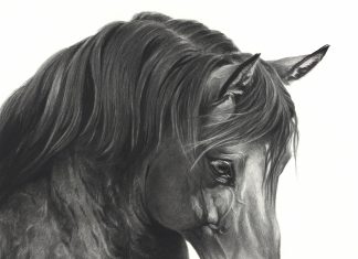 Mary Ross Buchholz Belgian Beauty horse equine pencil drawing western painting