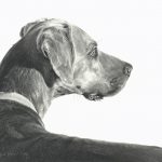 Mary Ross Buchholz Checking The Wind dog pencil drawing western painting