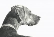 Mary Ross Buchholz Checking The Wind dog pencil drawing western painting
