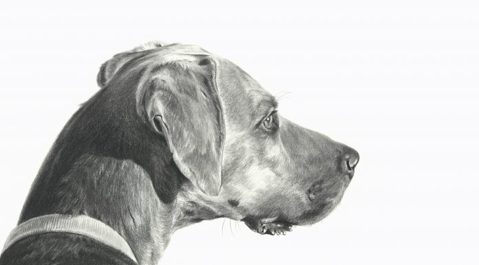 Mary Ross Buchholz Checking The Wind dog pencil drawing western painting