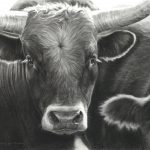 Mary Ross Buchholz Corriente Cool cattle steer ranch farm western pencil drawing painting