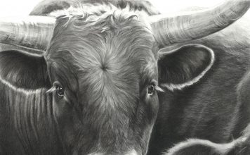 Mary Ross Buchholz Corriente Cool cattle steer ranch farm western pencil drawing painting