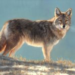 Mary Ross Buchholz Morning Patrol coyote wolf wildlife oil painting western