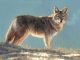 Mary Ross Buchholz Morning Patrol coyote wolf wildlife oil painting western