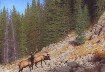 Claudio D'Angelo High Country Traverse elk mountain wildlife oil painting