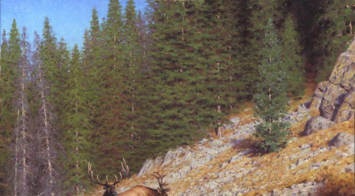 Claudio D'Angelo High Country Traverse elk mountain wildlife oil painting