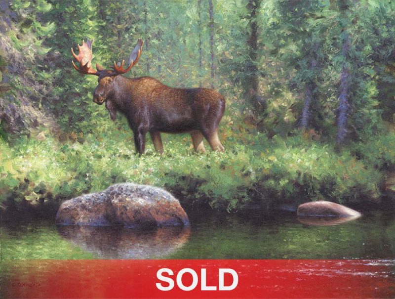 Claudio D'Angelo Bull Moose Near River lake forest wildlife oil painting sold