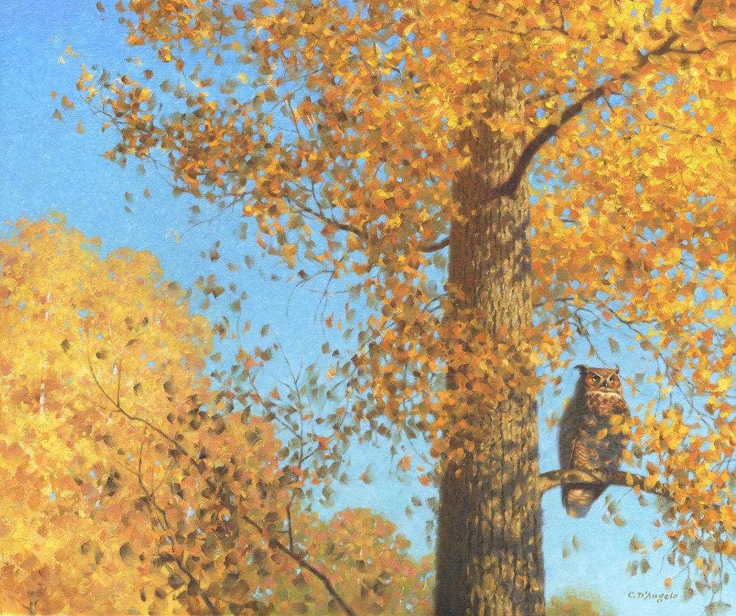 Claudio D'Angelo Great Horned Owl In An Aspen tree wildlife oil painting autumn fall leaves