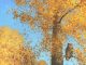 Claudio D'Angelo Great Horned Owl In An Aspen tree wildlife oil painting autumn fall leaves