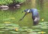 Claudio D'Angelo Kingfisher bird hunt hunter hunting stream river brook lily pads flying bird wildlife oil painting