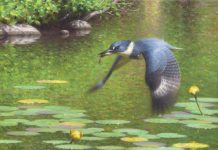 Claudio D'Angelo Kingfisher bird hunt hunter hunting stream river brook lily pads flying bird wildlife oil painting