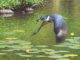 Claudio D'Angelo Kingfisher bird hunt hunter hunting stream river brook lily pads flying bird wildlife oil painting