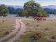 John Cox The Back Forty horses ranch farm Texas western oil painting
