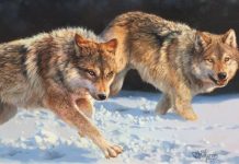 Bonnie Marris The Chase wolves snow running hunting prowl original wildlife oil painting