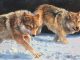Bonnie Marris The Chase wolves snow running hunting prowl original wildlife oil painting