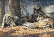 Bonnie Marris Three Wolves wildlife oil painting