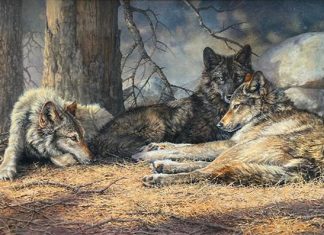 Bonnie Marris Three Wolves wildlife oil painting