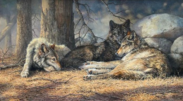 Bonnie Marris Three Wolves wildlife oil painting