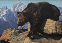 Adam Smith The Bear Climbed Over The Mountain grizzly wildlife acrylic painting