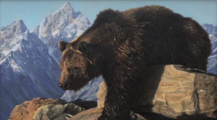 Adam Smith The Bear Climbed Over The Mountain grizzly wildlife acrylic painting