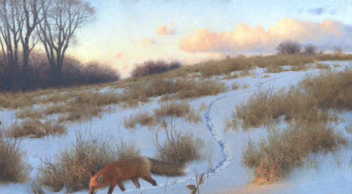 Claudio D'Angelo The Evening Rounds red fox wildlife oil painting snow sunset