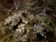 Kaye Franklin Wild White Azaleas floral flowers oil painting