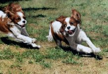 Sueellen Ross Off Leash running dogs spaniel action painting