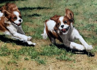 Sueellen Ross Off Leash running dogs spaniel action painting
