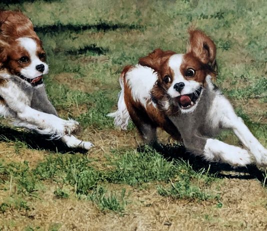 Sueellen Ross Off Leash running dogs spaniel action painting