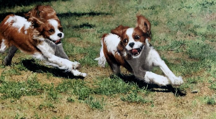 Sueellen Ross Off Leash running dogs spaniel action painting