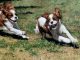 Sueellen Ross Off Leash running dogs spaniel action painting