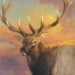 Jie Wei Zhou Catching The Last Light Of The Day elk bust wildlife oil painting