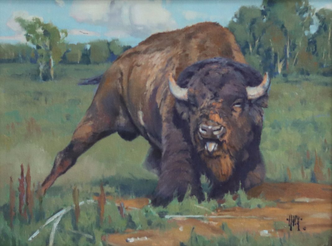 Keith Huey Ready To Roll buffalo wildlife oil painting wilderness forest roar