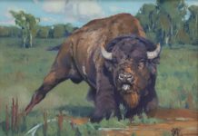 Keith Huey Ready To Roll buffalo wildlife oil painting wilderness forest roar