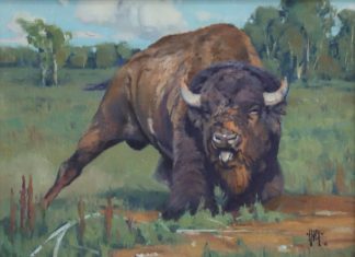 Keith Huey Ready To Roll buffalo wildlife oil painting wilderness forest roar