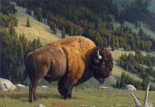 Keith Huey Renegade buffalo bison wildlife oil painting
