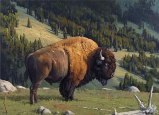 Keith Huey Renegade buffalo bison wildlife oil painting