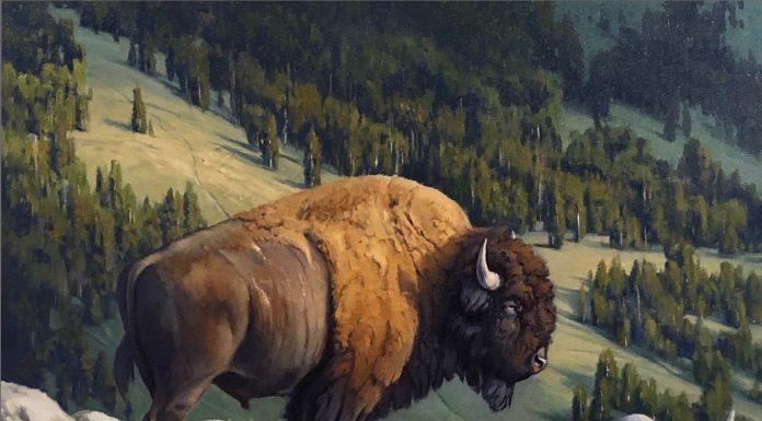 Keith Huey Renegade buffalo bison wildlife oil painting