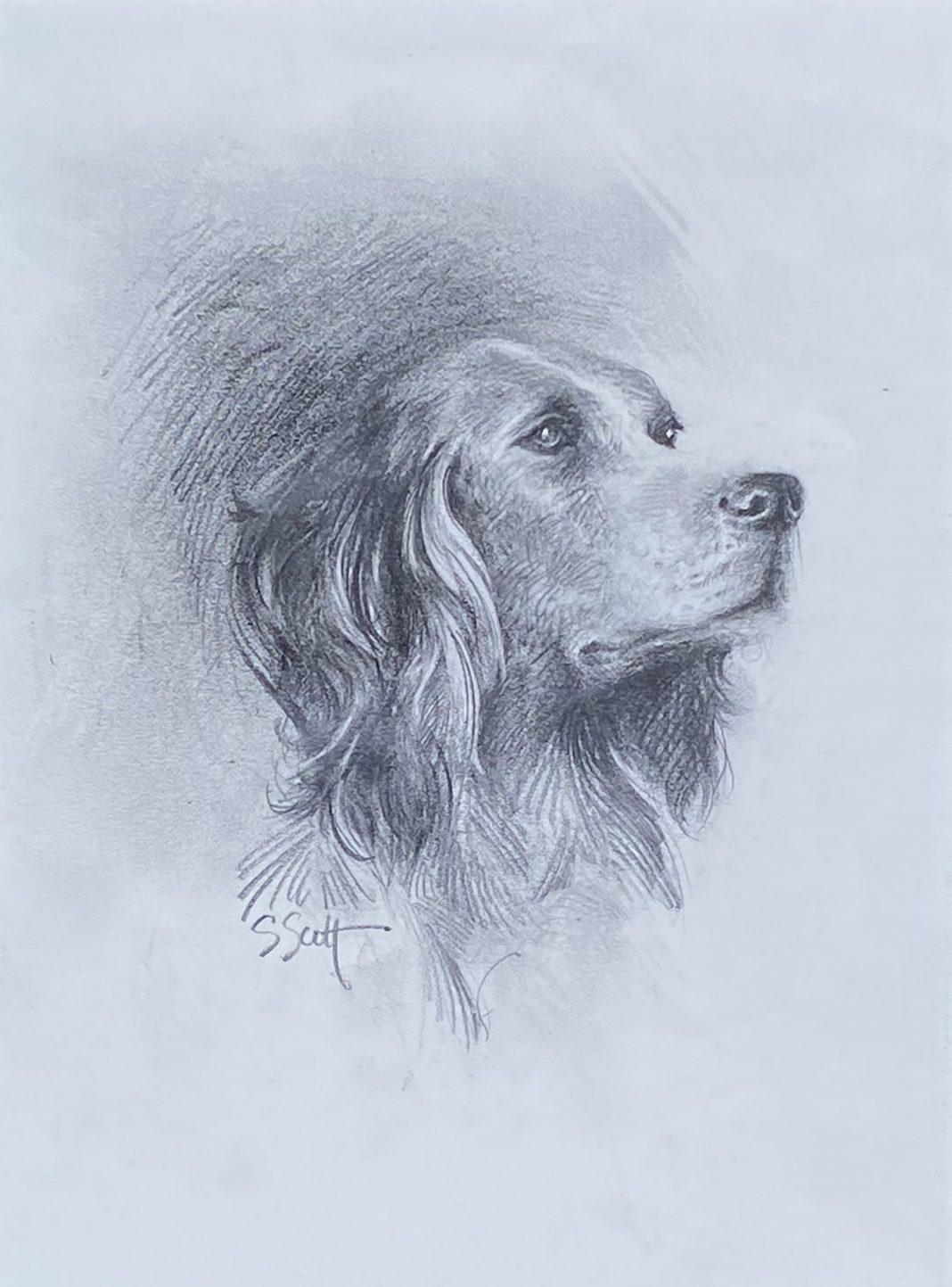 Sandy Scott English Setter Labrador dog pet pencil portrait