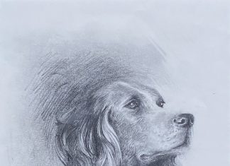 Sandy Scott English Setter Labrador dog pet pencil portrait