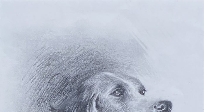 Sandy Scott English Setter Labrador dog pet pencil portrait