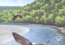 Claudio D'Angelo Eagles Over The Restigouche river stream Canada wildlife landscape oil painting salmon