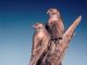 Kent Ullberg Strike Force hawk eagle bird raptor wildlife bronze sculpture
