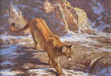 Dwayne Harty Descending Cougar wildlife landscape oil painting mountain lion cat