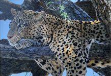 Jan Martin McGuire Pensive spotted leopard cat cougar cheetah wildlife oil painting