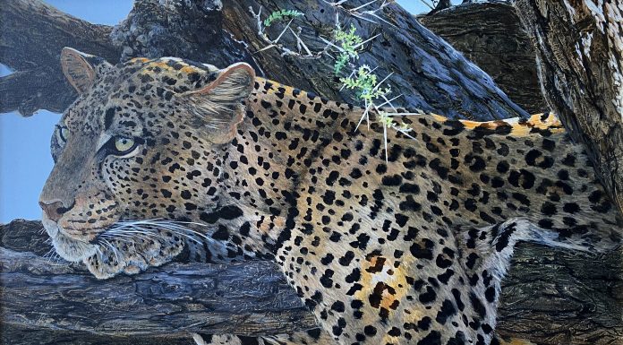 Jan Martin McGuire Pensive spotted leopard cat cougar cheetah wildlife oil painting